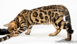 Bengal Zucht Hessen